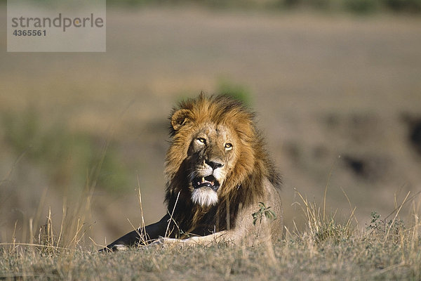 Männlichen Löwen Verlegung in Gras Afrika