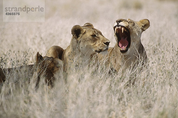 Drei Sitzen im Gras Afrika Löwen