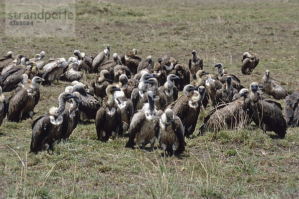 Eine Gruppe von Geier auf dem Boden stehend Afrika