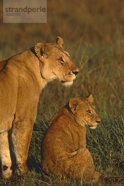 junge Cub im Abendlicht Afrika Masai Mara Kenia