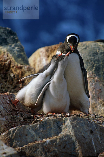 Eselspinguin w/Küken auf Felsen Antarktis Sommer