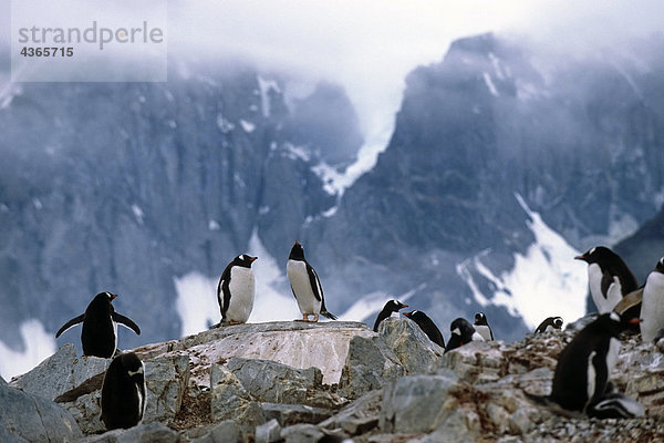 Gruppe von Eselspinguine sitzen auf Felsen Antarktis Sommer