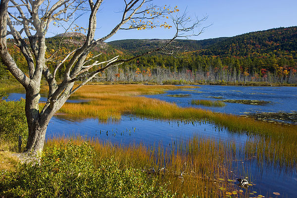 Upper Hadlock Pond  USA  Amerika  Vereinigte Staaten  Maine  Acadia Nationalpark  See  Seeufer  Baum  Verlandung  Binsen  Herbst