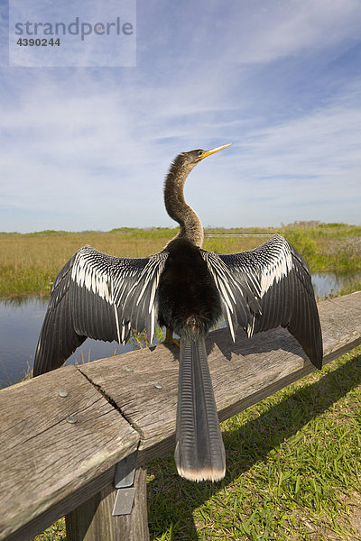 anhinga  Vogel  Wendehals  Spur  Everglades  Sumpfgebiet  Florida  USA  Tiere  Flügel  Federn  geschützt  Schutzgebiet  Vereinig
