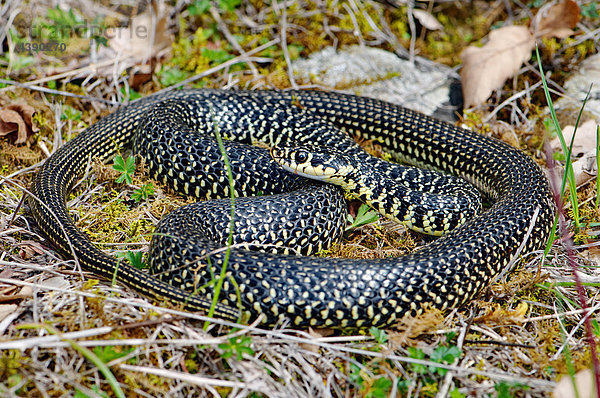 Natter  Nattern  Zornnatter  gelbgrüne Zornnatter  Hierophis v. viridiflavus  Schlange  Schlangen  Reptil  Reptilien  Kriechtier