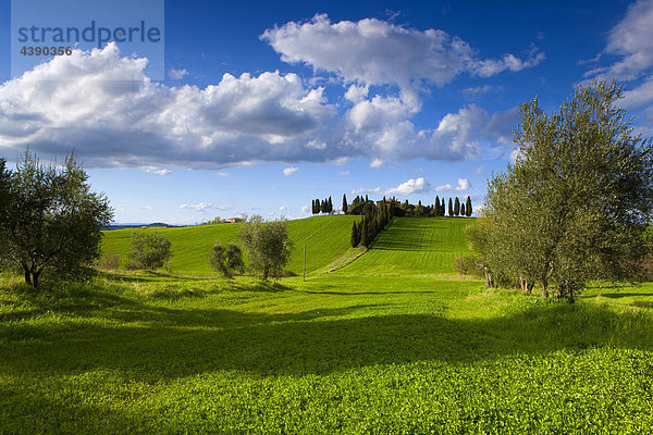 San Quirico d'Orcia  Italien  Europa  Toskana  Crete  Felder  Bauernhof  Bäume  Olivenbäume  Zypressen  Wolken