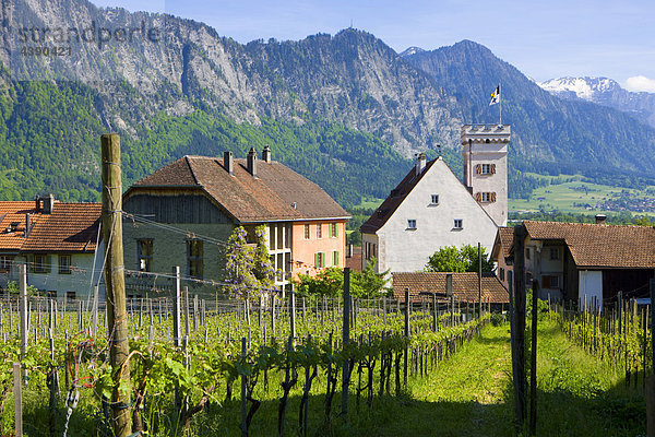 Malans  Schweiz  Europa  Kanton Graubünden  Bündner Herrschaft  Dorf  Häuser  Rebberg  Reben  Berge Kanton Graubünden