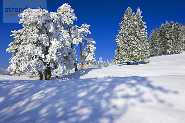 St. Brais  Schweiz  Europa  Kanton Jura  Bäume  Schnee  Raureif  Kälte  Winter  Schatten