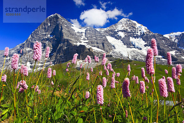 Alpen  Alpenflora  Aussicht  Berg  Berge  Bergflora  Bergpanorama  Bern  Berner Oberland  Blume  Blumen  Blumenwiese  Dreigestir