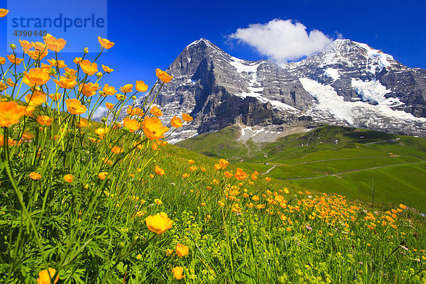 Alpen  Alpenflora  Aussicht  Berg  Berge  Bergflora  Bergpanorama  Bern  Berner Oberland  Blume  Blumen  Blumenwiese  Dreigestir