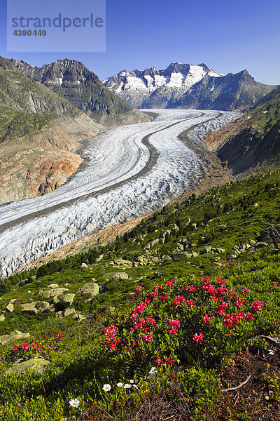 Aletsch  Aletsch Gletscher  Aletschgebiet  Aletschgletscher  Alpen  Alpenflora  Alpenrose  Alpenrosen  Aussicht  Berg  Berge  Be