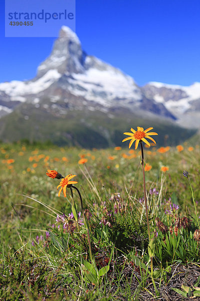 Alpen  Alpenflora  Arnica montana  Arnika  Aussicht  Berg  Berge  Bergflora  Bergpanorama  Eis  Fels  Felsen  Flora  Gebirge  Gi