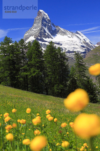 Alpen  Alpenflora  Alpenpanorama  Aussicht  Berg  Berge  Bergflora  Bergpanorama  Eis  Fels  Felsen  Flora  Gebirge  Gipfel  Mat