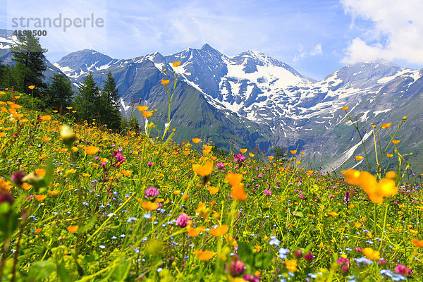 Abend  Alp  Alpen  Alpenblumen  Alpenflora  Alpenpanorama  Berg  Berge  Bergmassiv  Bergpanorama  Blume  Blumen  Blumenwiese  Fe