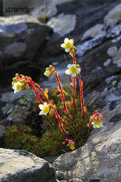 Alpen  Alpenflora  Alpensommer  Bergflora  Bergsommer  Blume  Blumen  Blüte  Detail  Flora  Gebirge  Hohe Tauern  Makro  Nahaufn