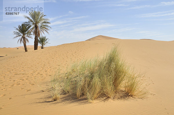 Africa  Morocco  Maghreb  North Africa  sand dunes  erg Chebbi  desert  dunes  Sahara  sand  nature  scenery  palms