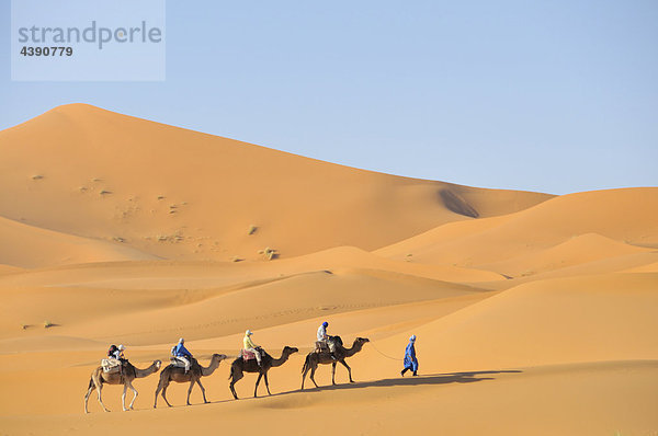 Africa  Morocco  Maghreb  North Africa  sand dunes  erg Chebbi  desert  dunes  Sahara  sand  nature  camel  dromedary  trekking  scenery