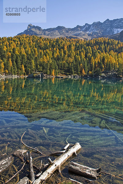 Der Saoseo-See und farbige Lärchen in der Val da Camp  Puschlav  Graubünden  Hinten links der Corno di Dosde