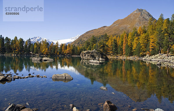 Der Saoseo-See und farbige Lärchen in der Val da Camp  Puschlav  Graubünden  Hinten rechts der Corn da Mürasciola