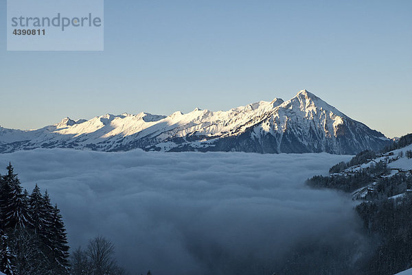 Der Niesen und der Niesengrat in der Morgensonne  Sicht von Beatenberg  Berner Oberland Nebelmeer