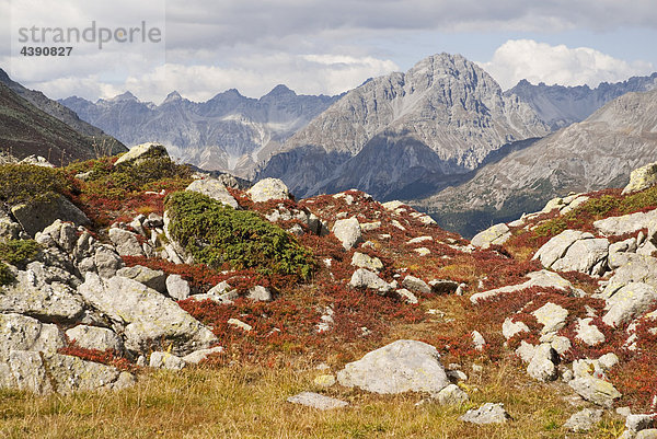 Heidelbeer- und Wacholdersträucher im Alpgebiet Las Jondas unter dem Piz Turettas im Münstertal  Graubünden  Blick in Richtung Ofenpass mit dem Piz Nair