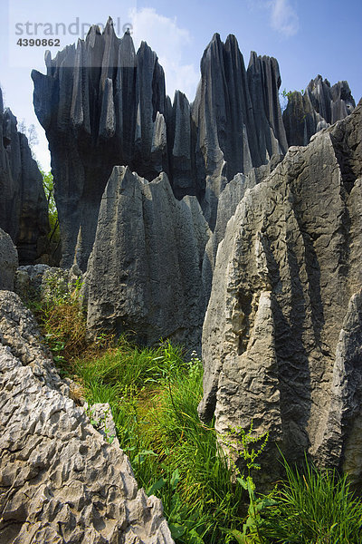 Shilin Stone Forest  China  Asia  stone wood  cliff forms  cliff needles  erosion  karst  formations