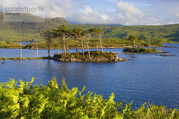 Loch Assynt  Great Britain  Scotland  Europe  sea  coast  island  isle  trees  fern
