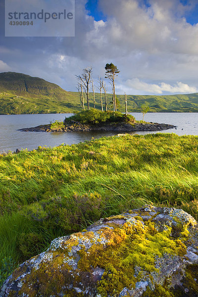Loch Assynt  Great Britain  Scotland  Europe  sea  coast  island  isle  trees  evening light  clouds  rocks  cliffs  lichens  moss
