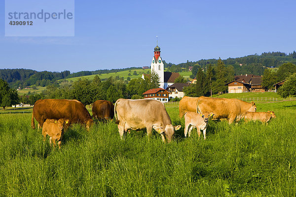 Beinwil  Switzerland  Europe  canton Aargau  village  houses  homes  church  cows  calves  agriculture  meadow