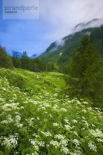 La Forclaz  Switzerland  Europe  canton Valais  nature reserve Val d'Hérens  meadow  cow parsley  wood  forest  trees  larches  clouds  nightmare hut Kanton Wallis