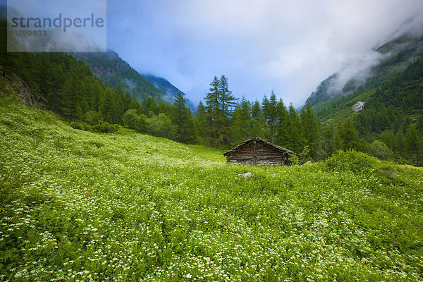 La Forclaz  Switzerland  Europe  canton Valais  nature reserve Val d'Hérens  meadow  cow parsley  wood  forest  trees  larches  clouds  nightmare hut Kanton Wallis