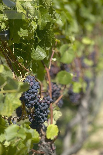 Pinot Noir Trauben auf die Weinrebe  Neuseeland