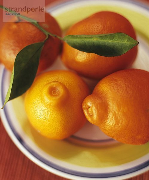 Mittelgroße Menschengruppe Mittelgroße Menschengruppen Orange Orangen Apfelsine Apfelsinen Teller Zweig Mandarine