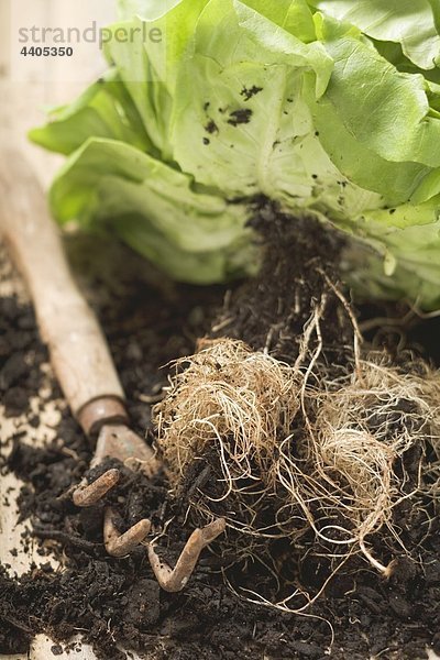 Salat mit Wurzeln und des Bodens  Garten Tool daneben