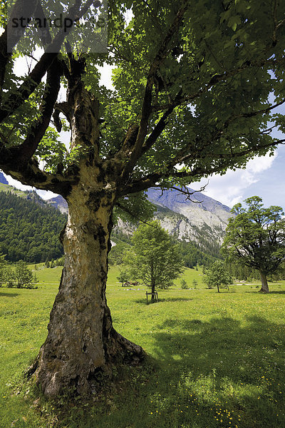 Austria  Großer Ahornboden  Tree with mountain in background