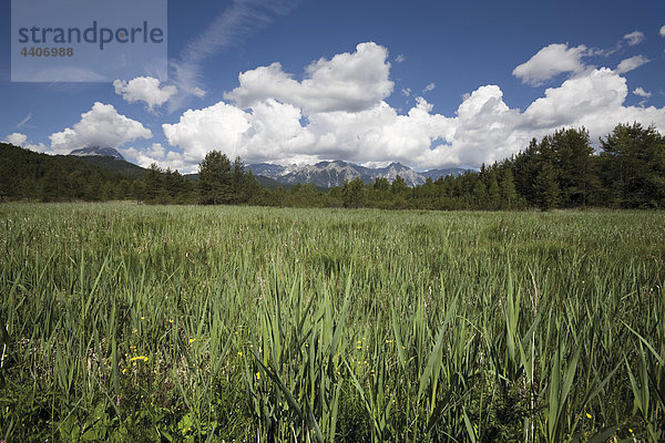 Austria  Tyrol  Reed at lake