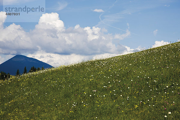 Deutschland  Bayern  Wiese und Wildblumen mit Karwendelgebirge im Hintergrund