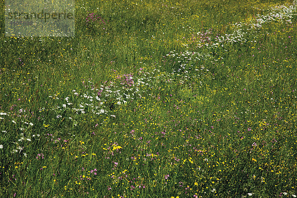 Germany  Bavaria  meadow with wild flowers