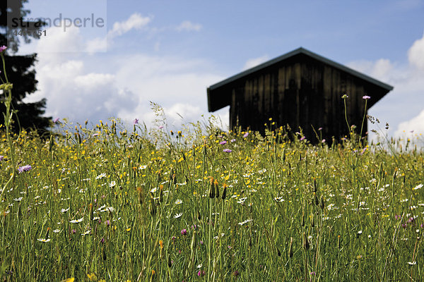 Germany  Bavaria  Hut in flower meadow