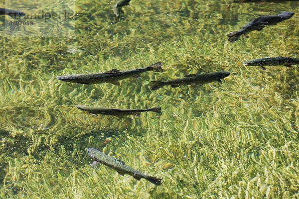 Germany  Bavaria  Trouts swimming in lake Schmalsee