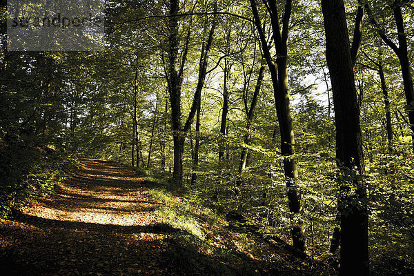 Germany  North Rhine-Westphalia  Siebengebirge  Rheinsteig  Dirt track through forest