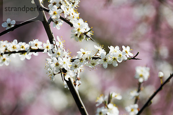 Germany  Flowering whitethorn