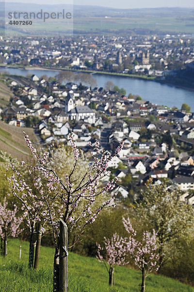 Deutschland  Rheinland-Pfalz  Leutersdorf  Blick auf Rhein und Obstbäume