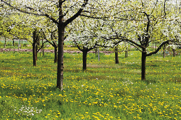 Germany  Fruit trees on meadow