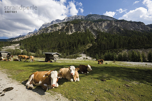 Österreich  Tirol  Hinterautal  Kühe grasen mit Bergen im Hintergrund