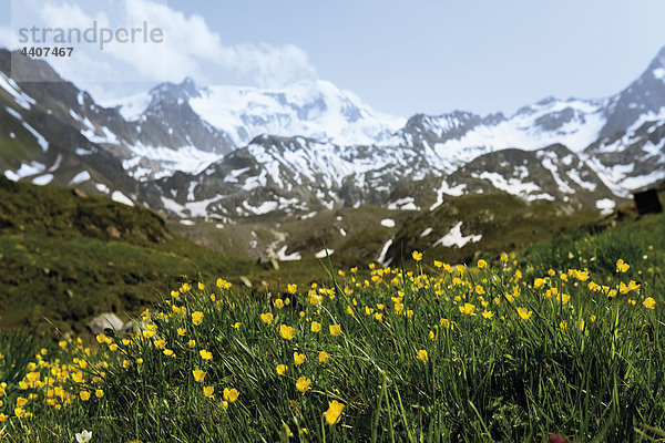 Österreich  Tirol  Kaunertal  Blick auf Wildblumen in der Wiese mit Bergen im Hintergrund