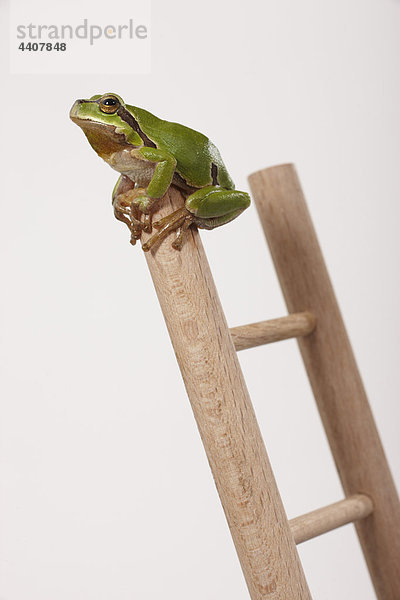 Baumfrosch auf der Leiter sitzend