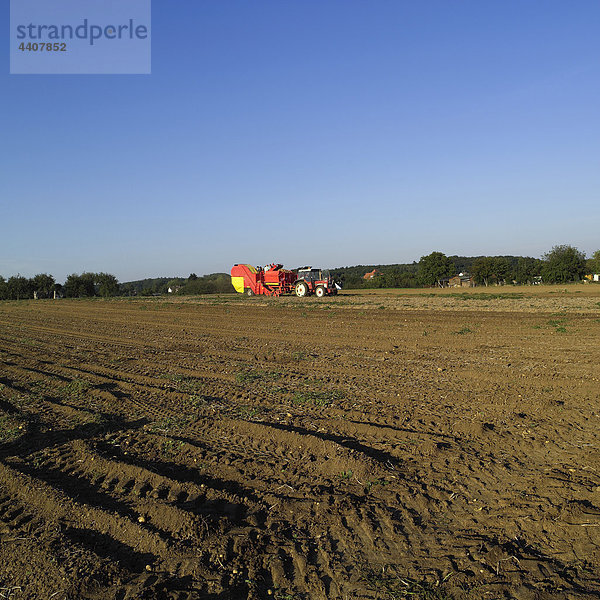 Deutschland  Hessen  Kartoffeln im Feld mit Mähdrescher im Hintergrund
