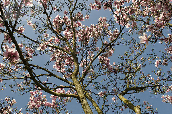 Deutschland  Stuttgart  Magnolienbaum gegen den Himmel