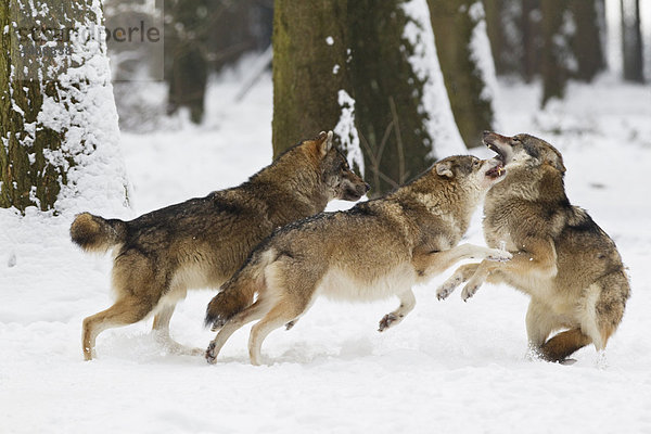 Bayern  Europäische Wölfe im Kampf gegen Schnee